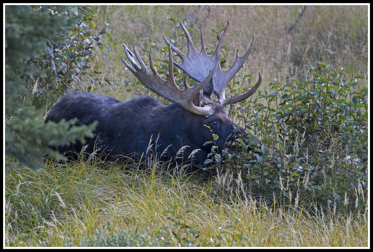 Yellowstone Moose