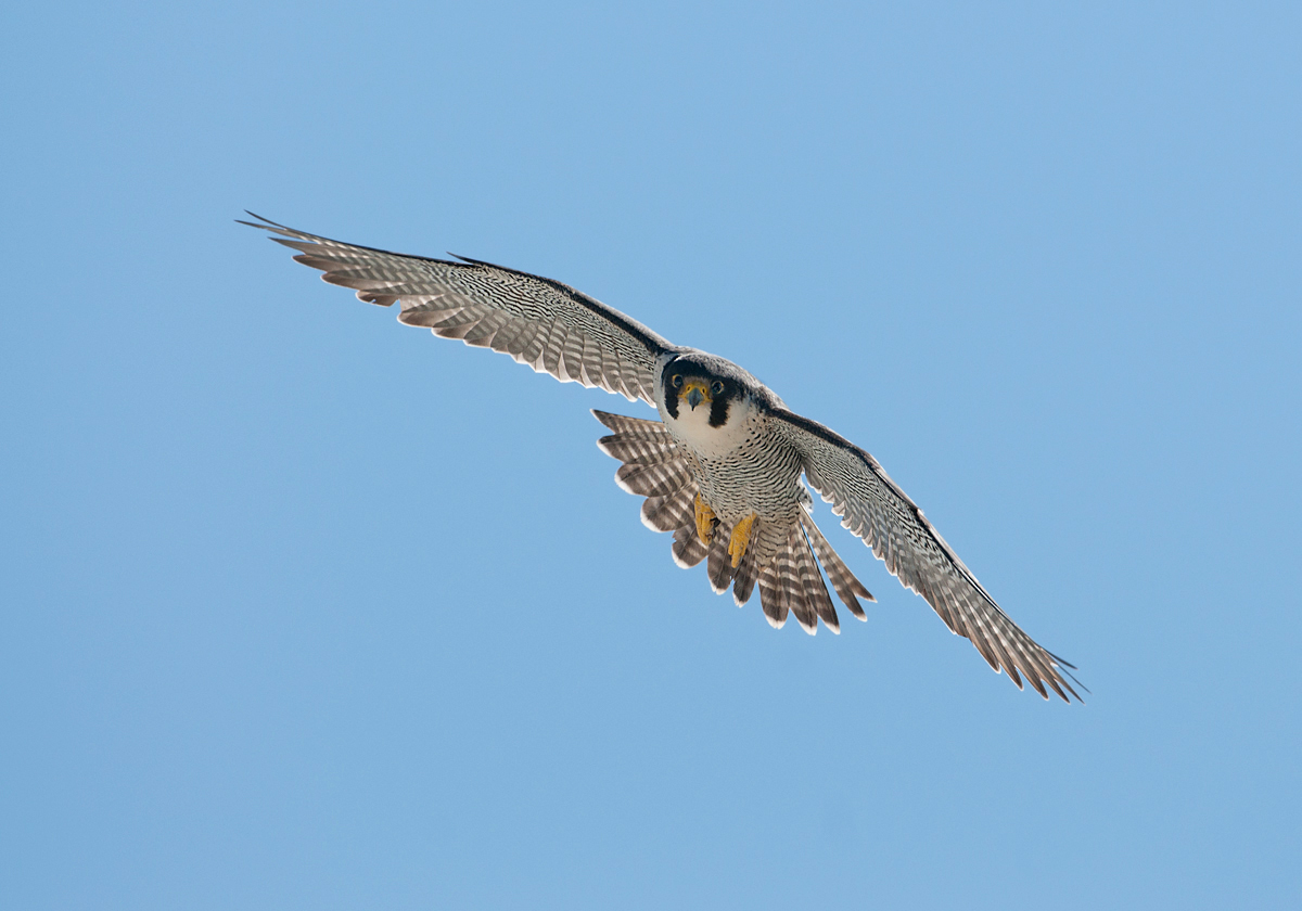 Peregrine falcon