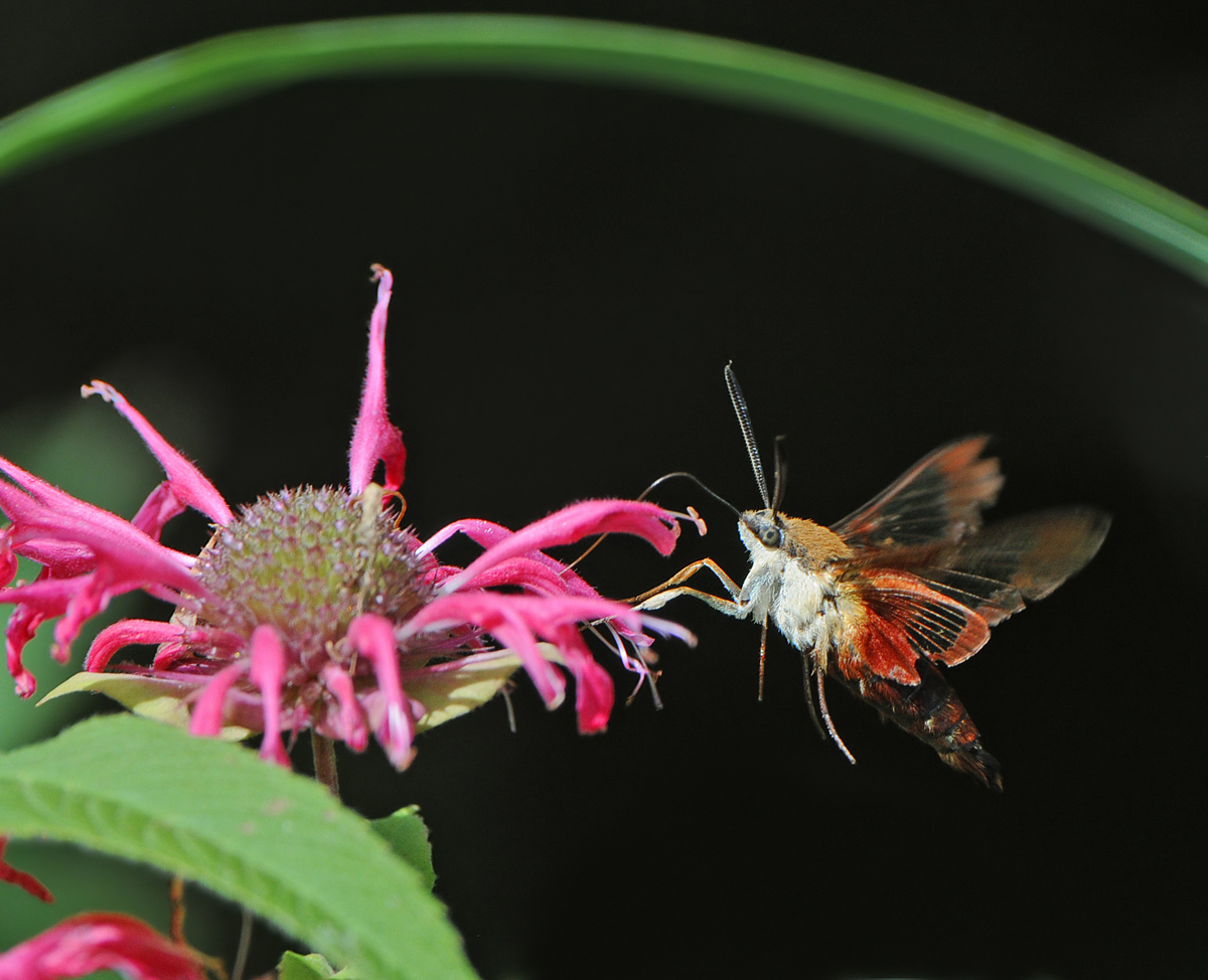 Hummingbird Moth