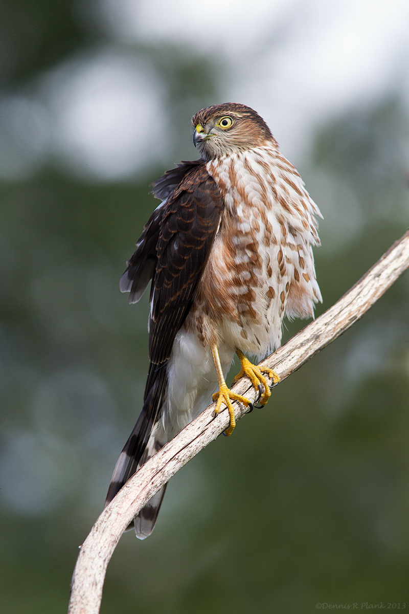 Sharp-shinned Hawk
