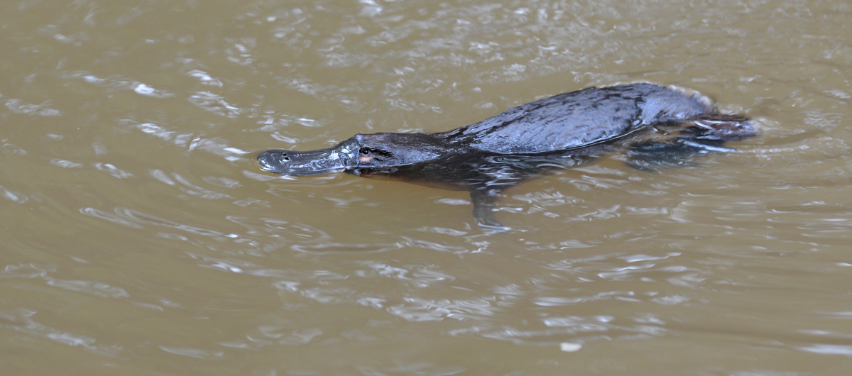 Platypus