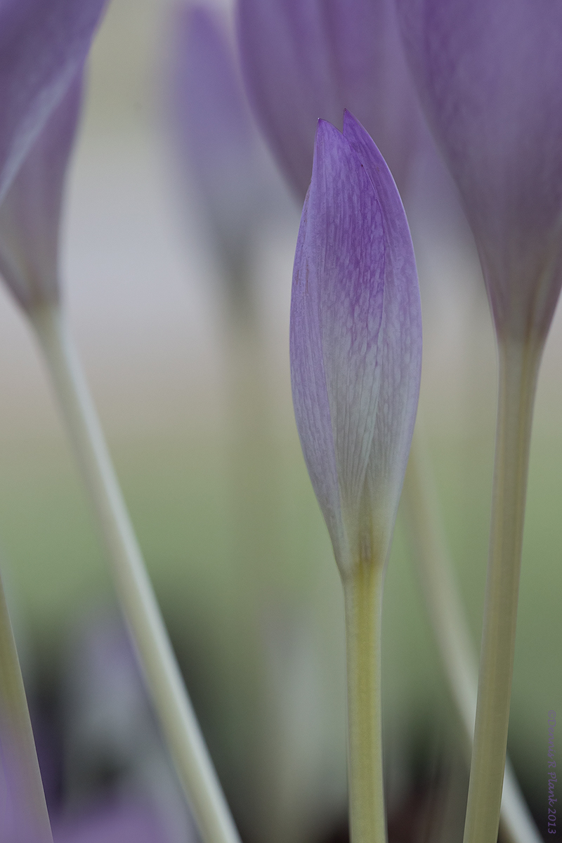 Fall Crocus II