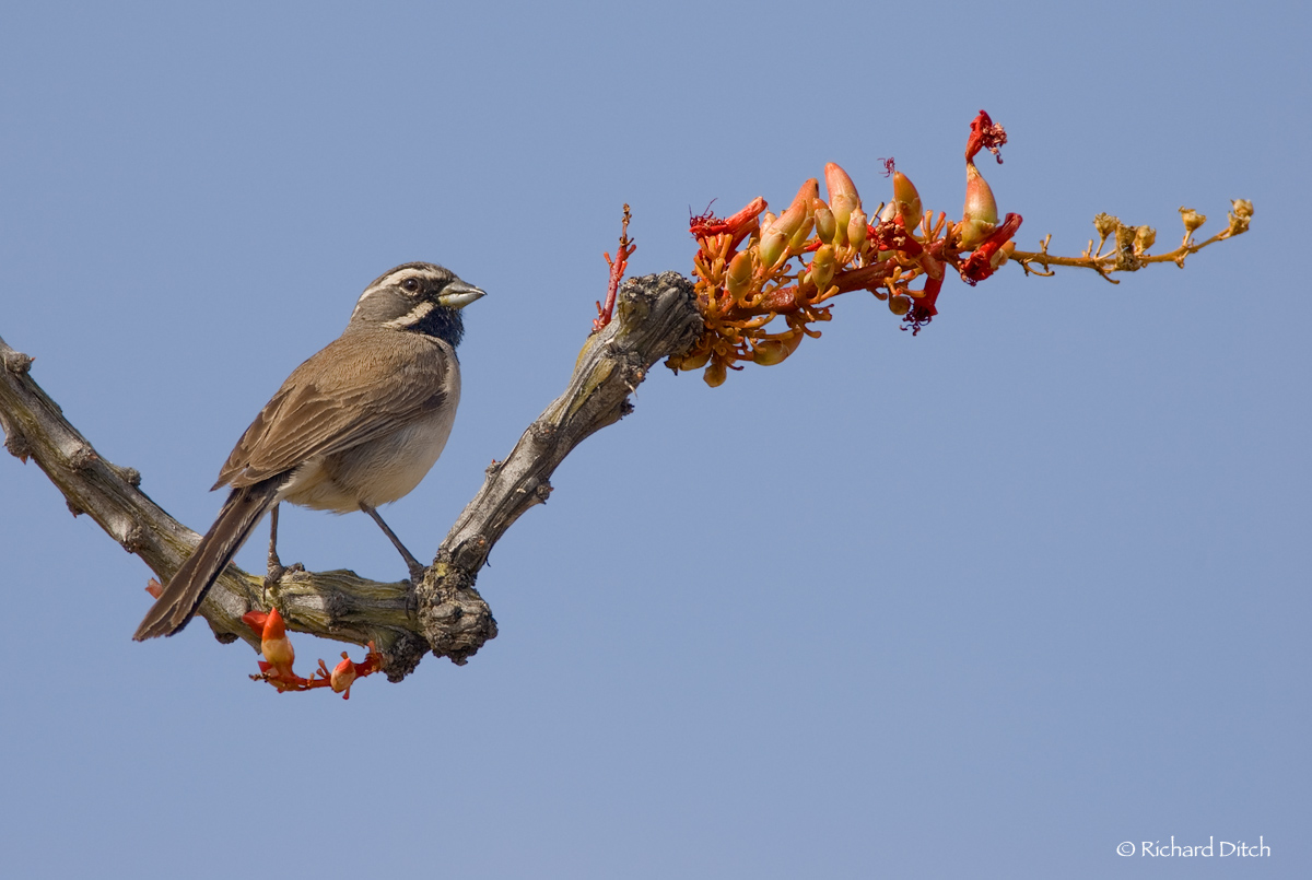 Black-throated Sparrow