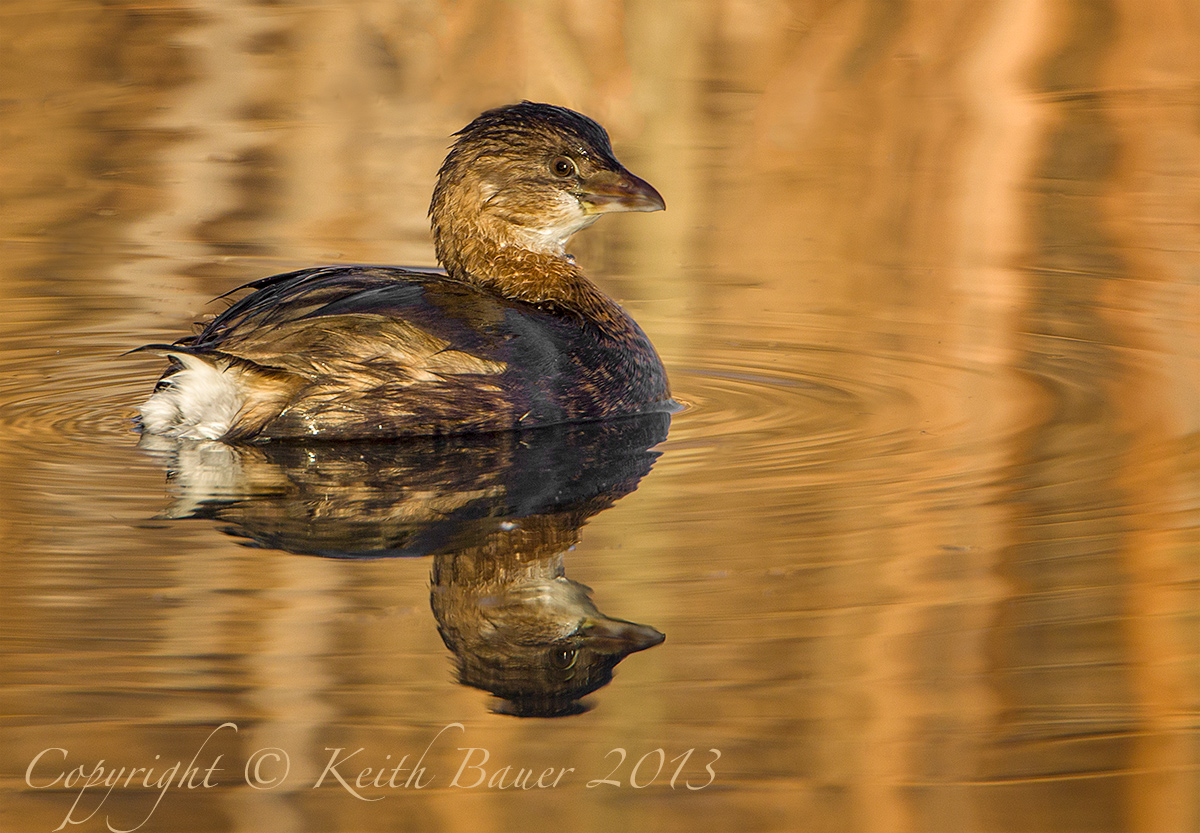 Pied-Billed Grebe