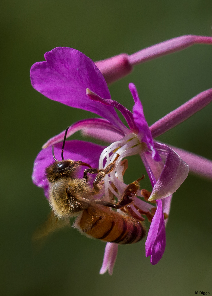Another Honey B Fireweed