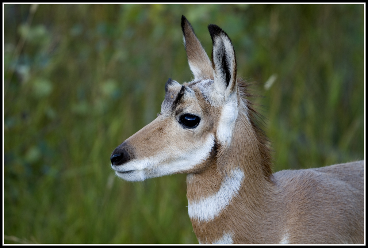 Young Pronghorn