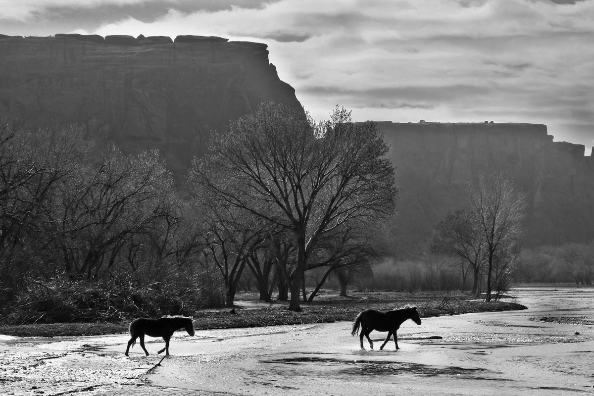 Navajo ponies