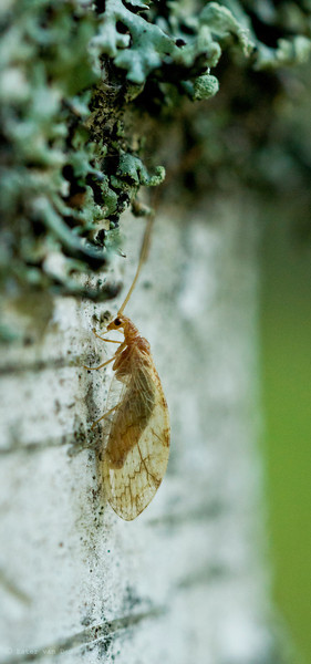 Brown Lacewing 