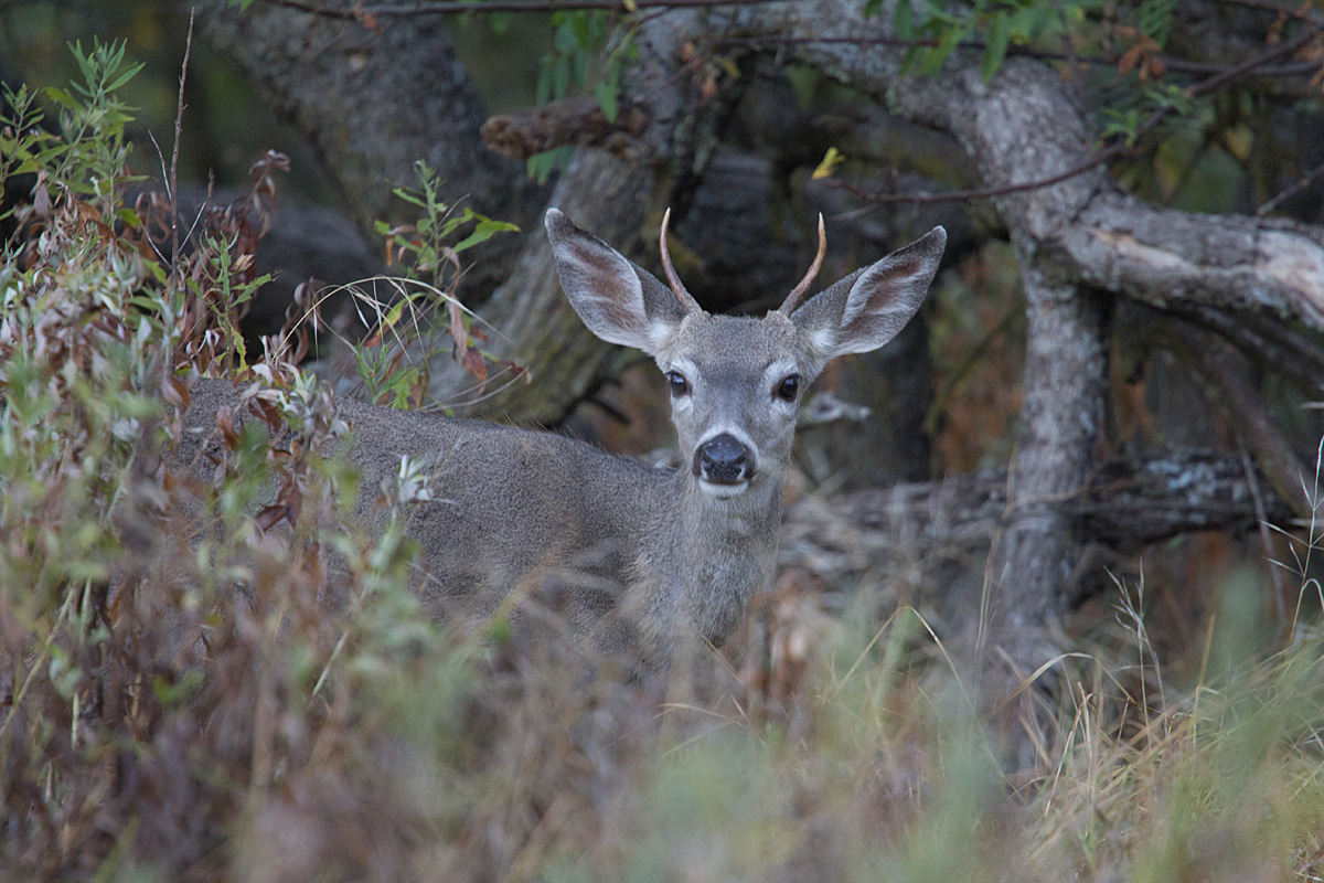 Here's to Little Bucks