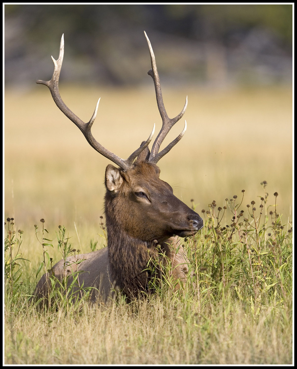 Madison River Bull