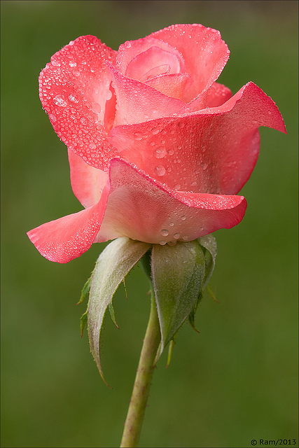 Dewy Rose