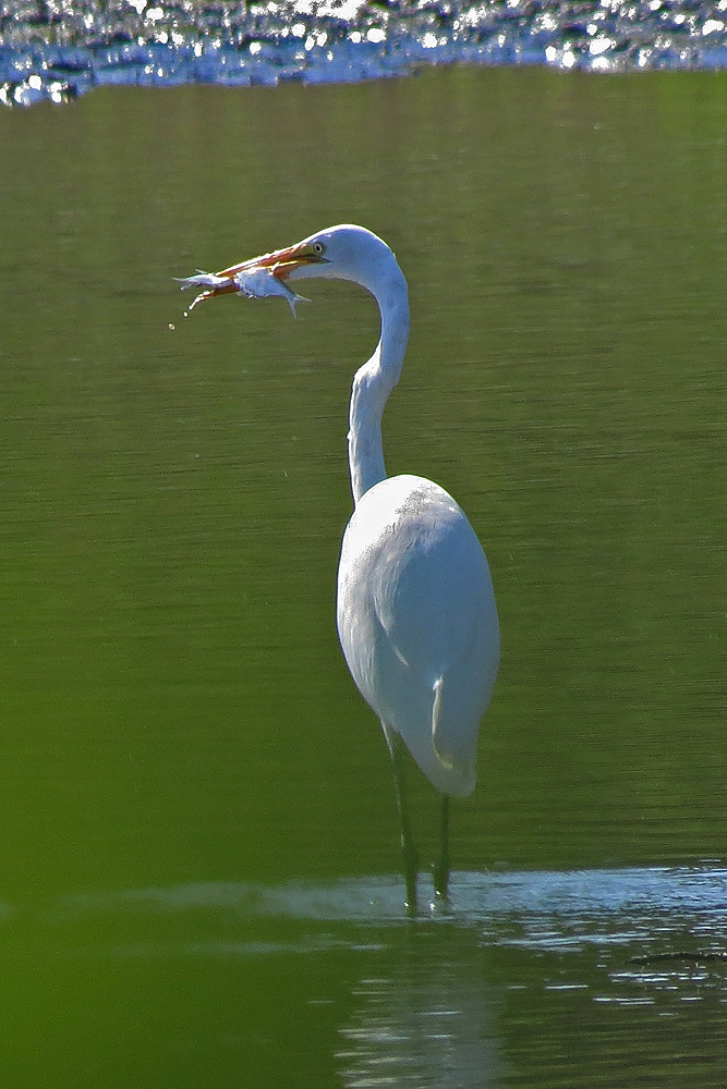 2 in 1 great egret + re post