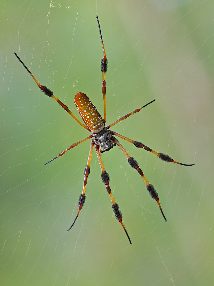 Golden-silk Spider