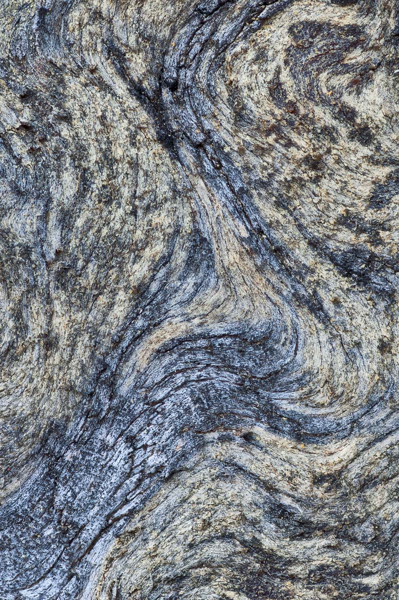 Pine tree close-up