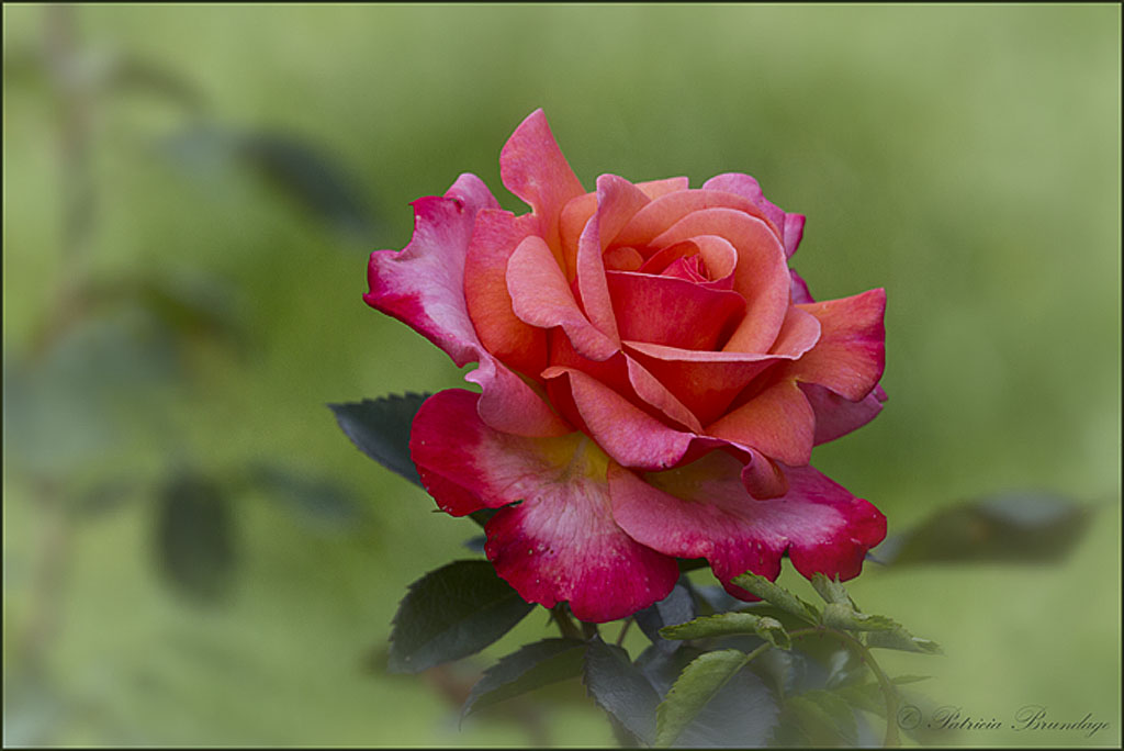 Rose Garden Favorite