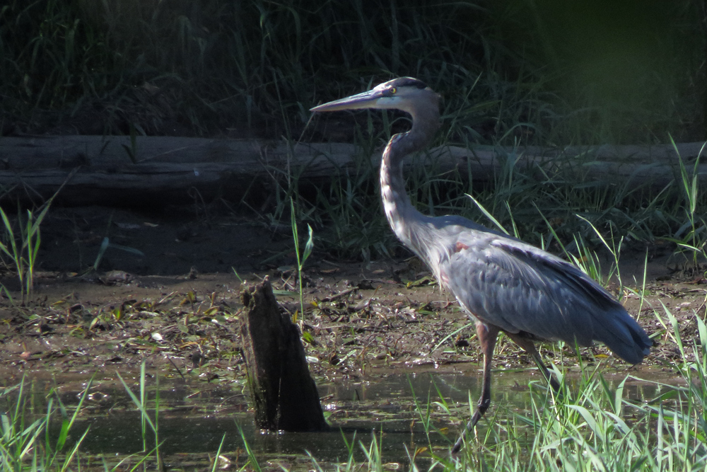 GB Heron