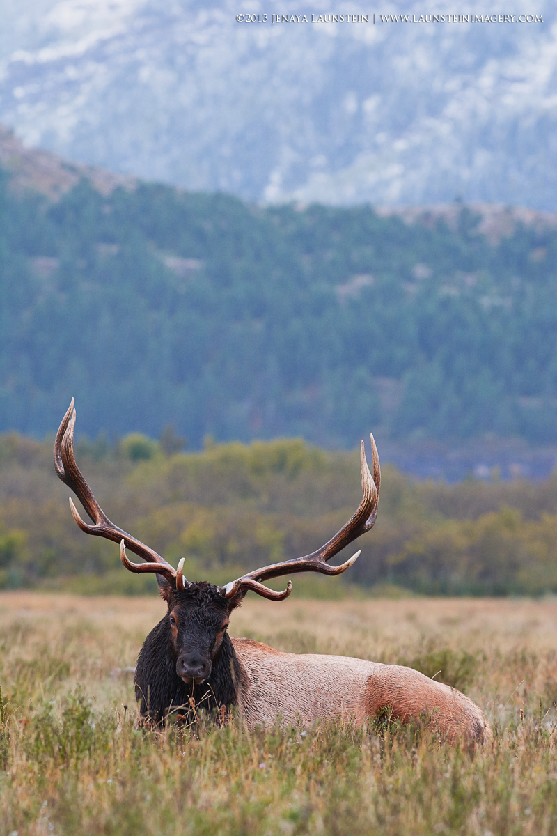 Mountain Elk