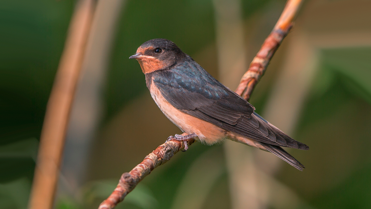 Swallow