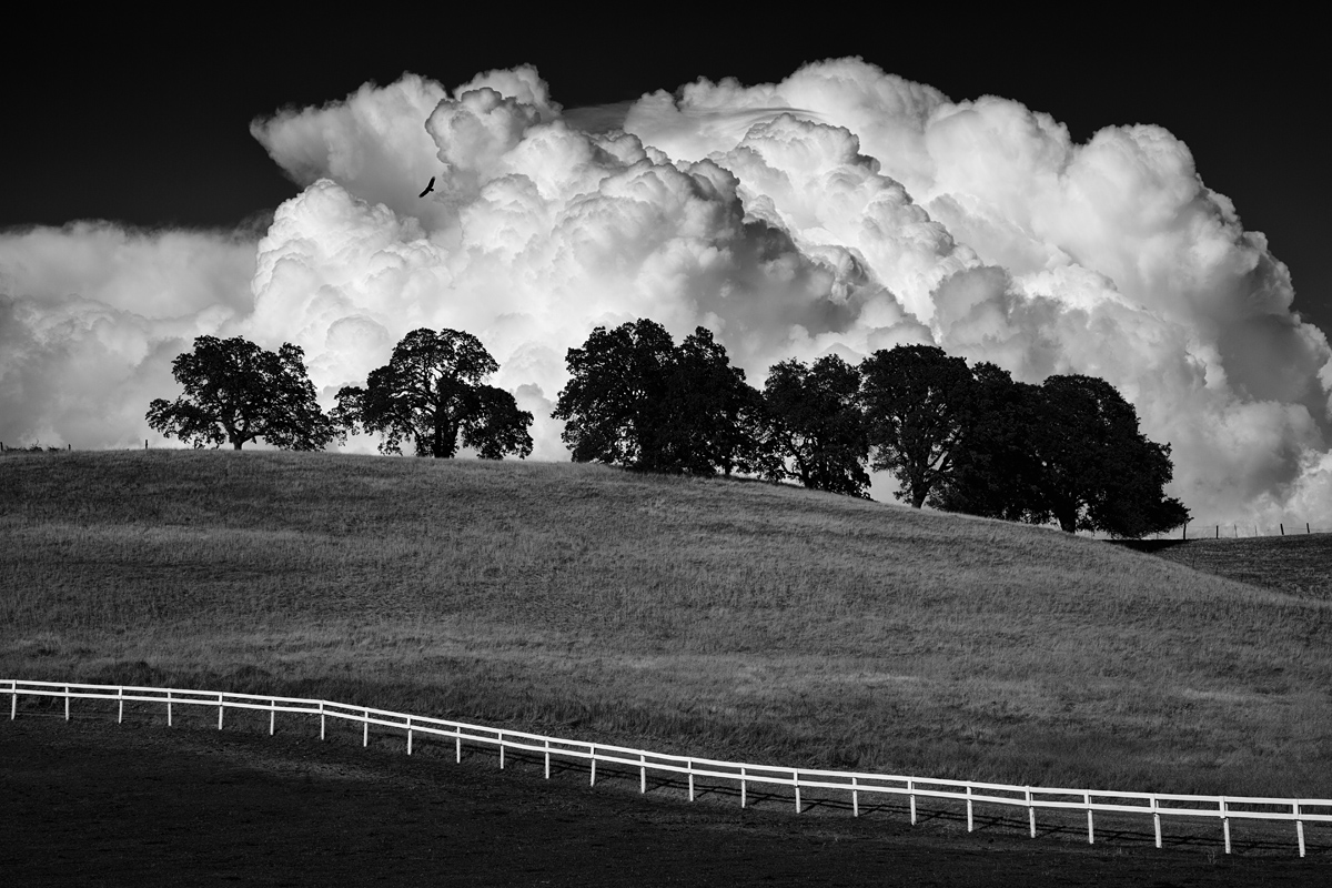 White Fence