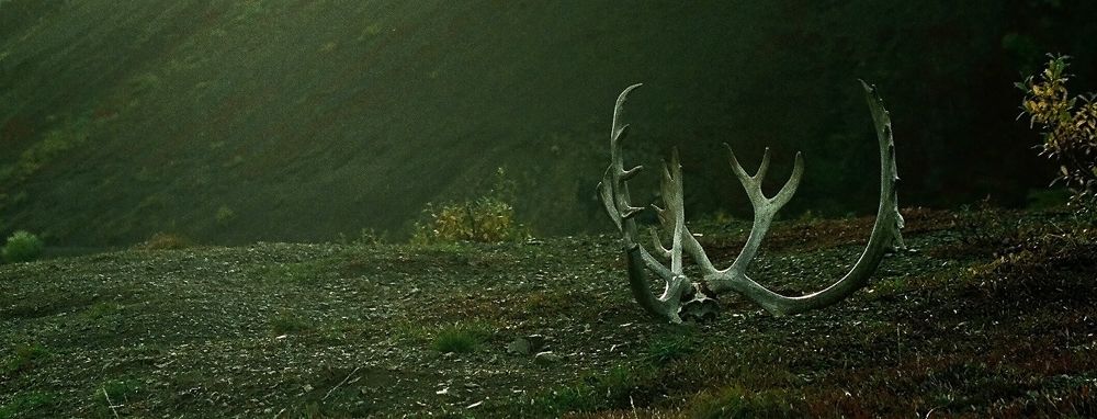 Caribou antlers