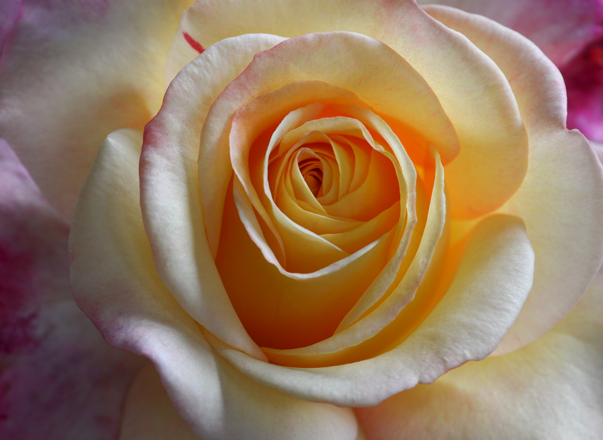 Rose  from  my  garden