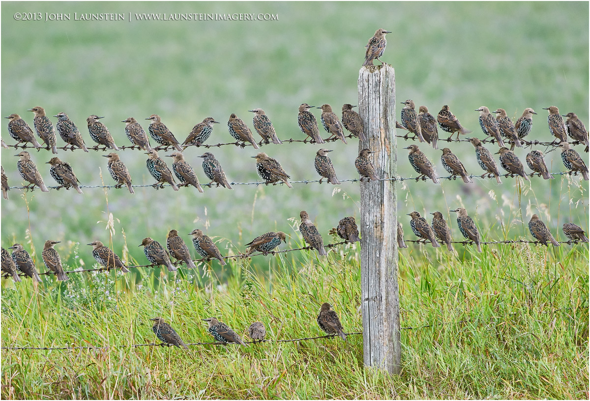 Birds of a Feather...