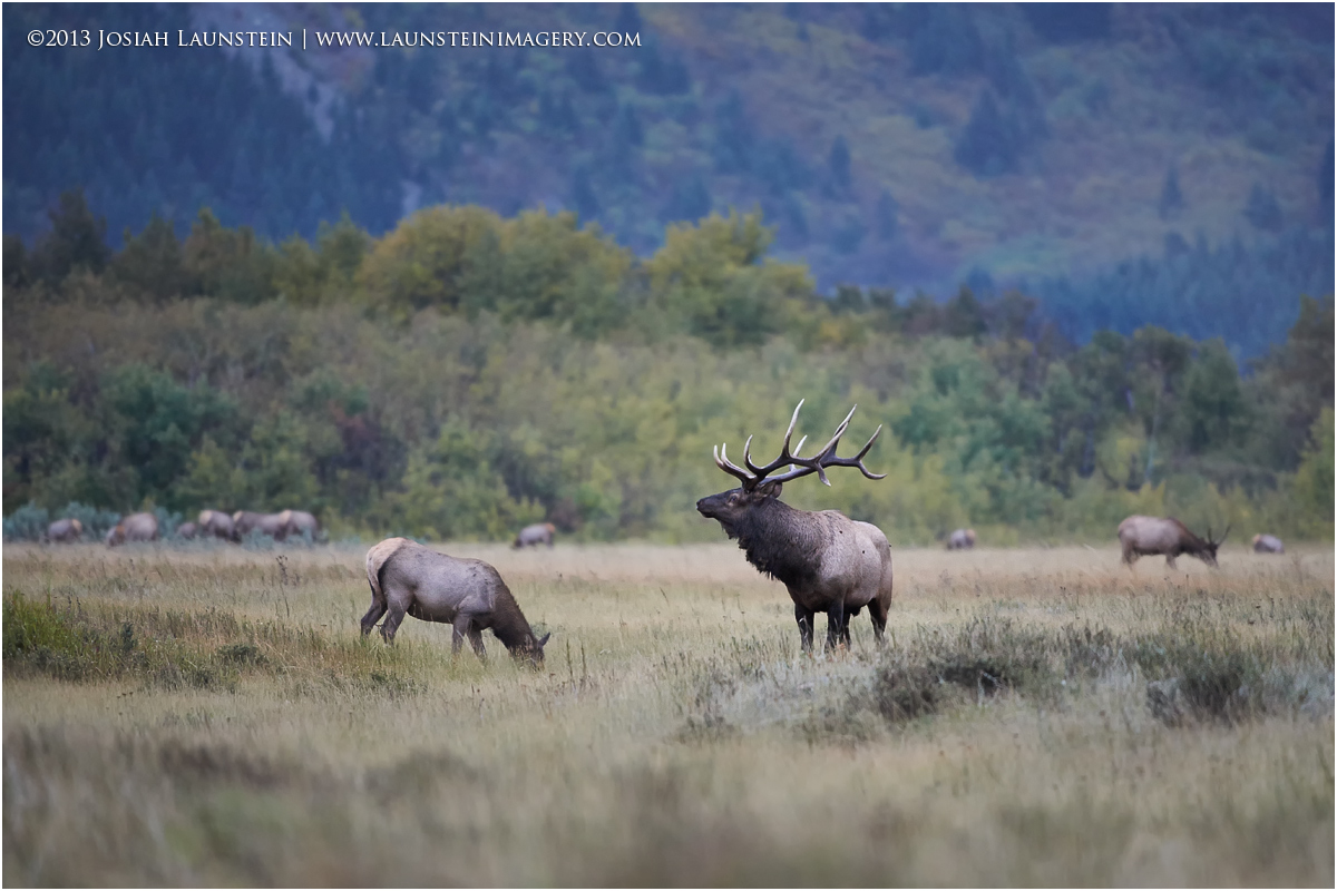King of the Herd