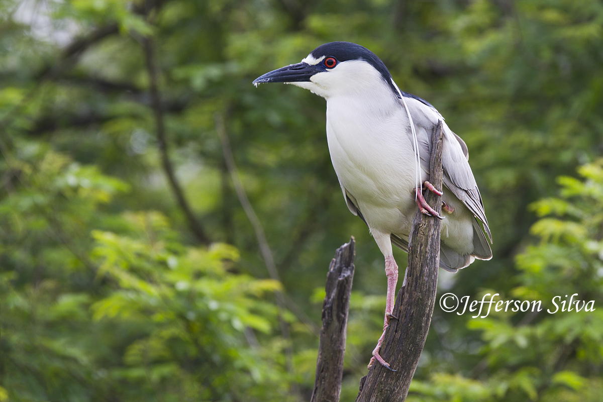 Black-crowned Night-Hero