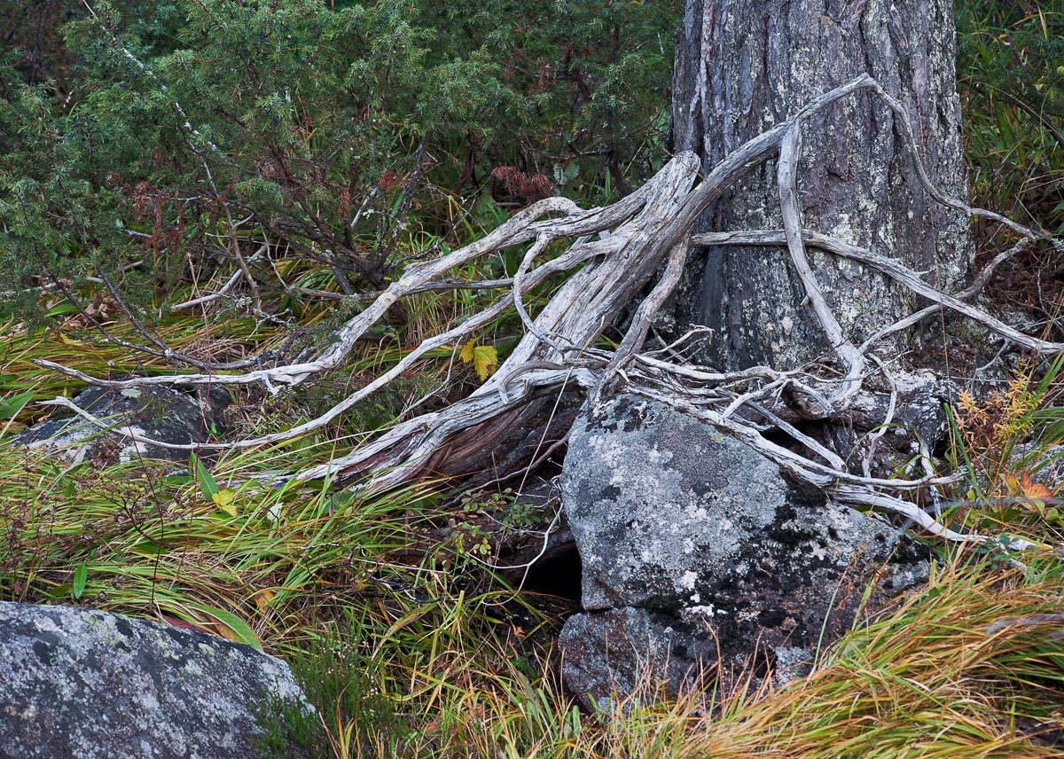 Dead wood