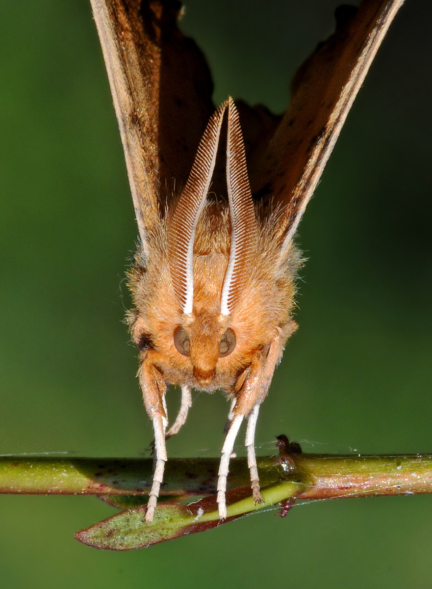 Evil-looking Creature