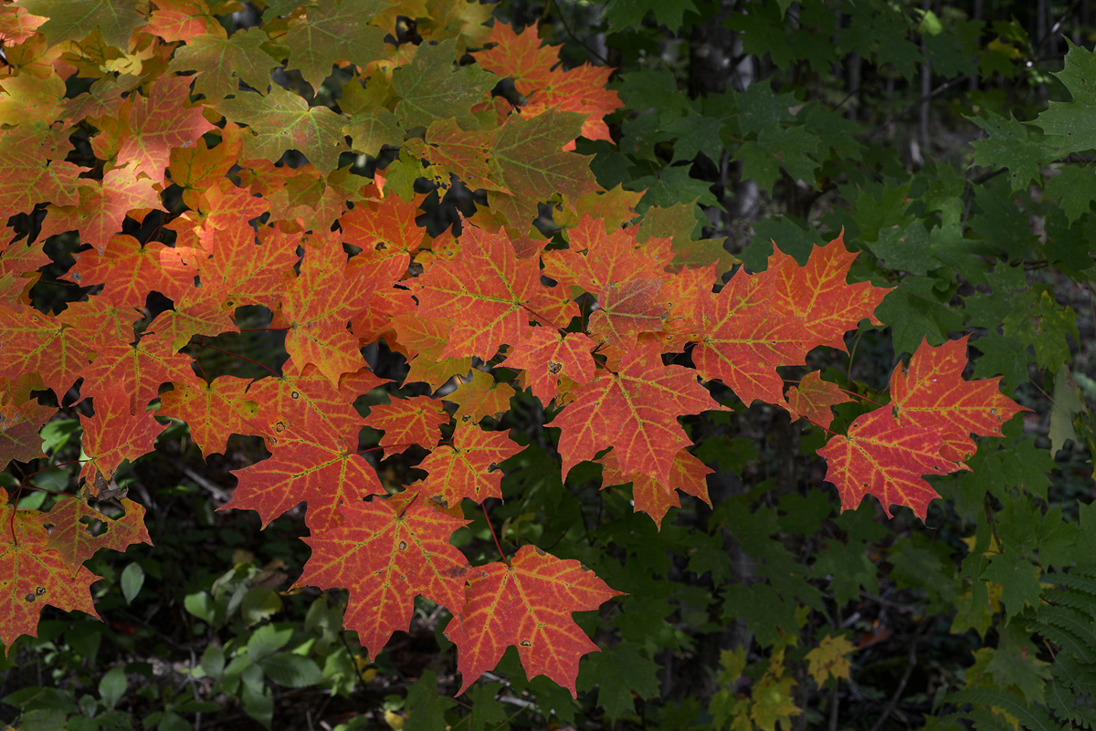 Autumn  colors  #1