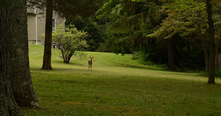The Neighbor is Here