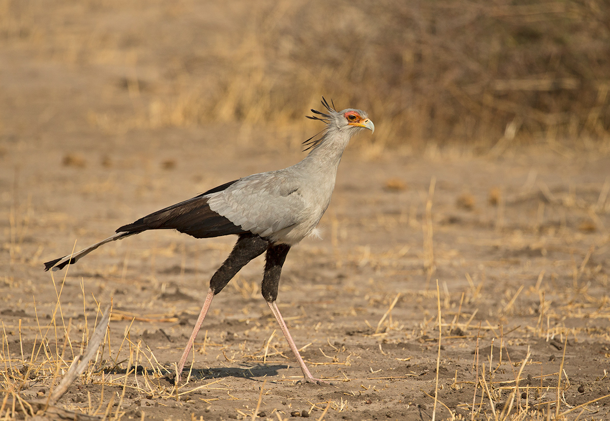 Secretary Bird