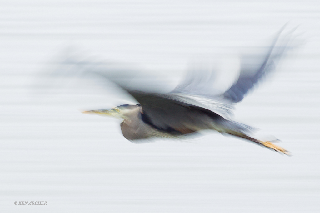 Great Blue on the move