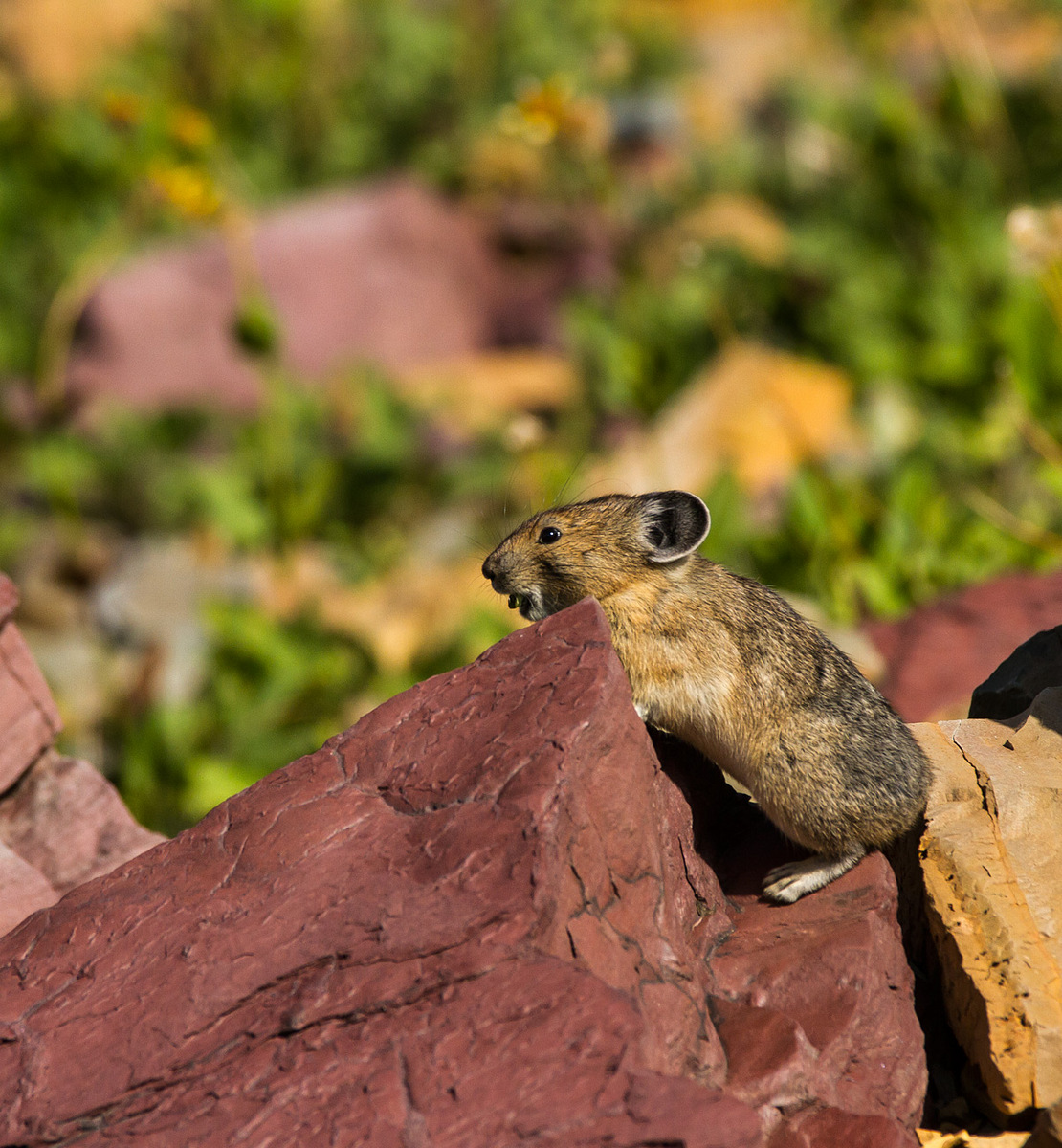 Barking Pika