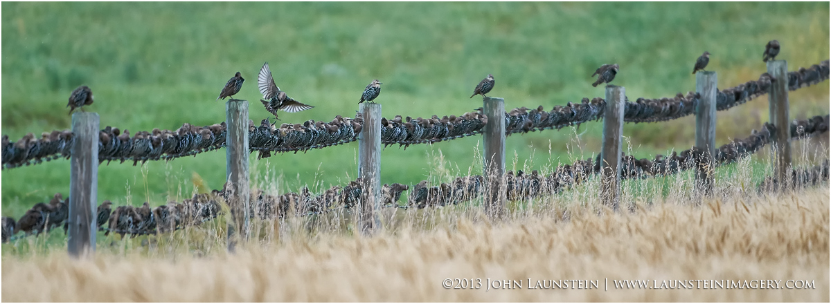 Birds on a Wire