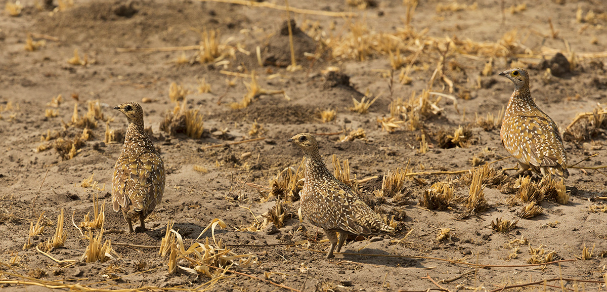 Burchell's Sandgrouse