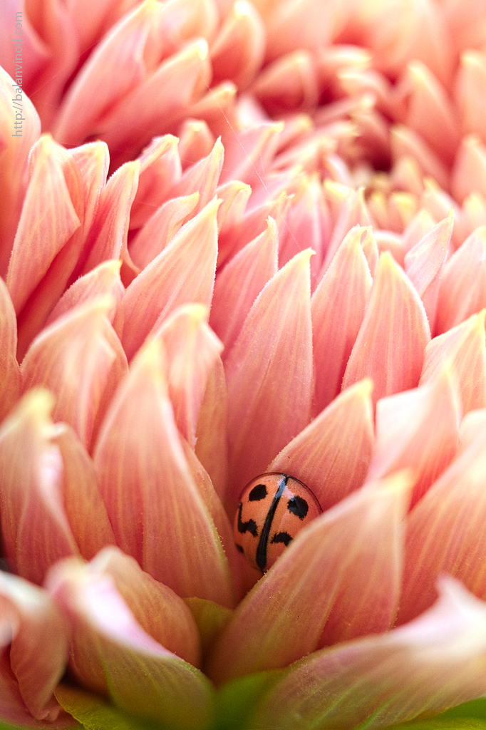 Hide N Seek