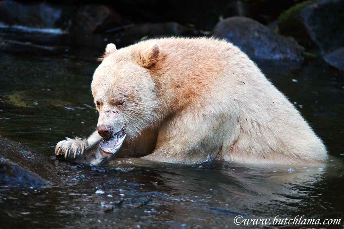 Spirit Bear