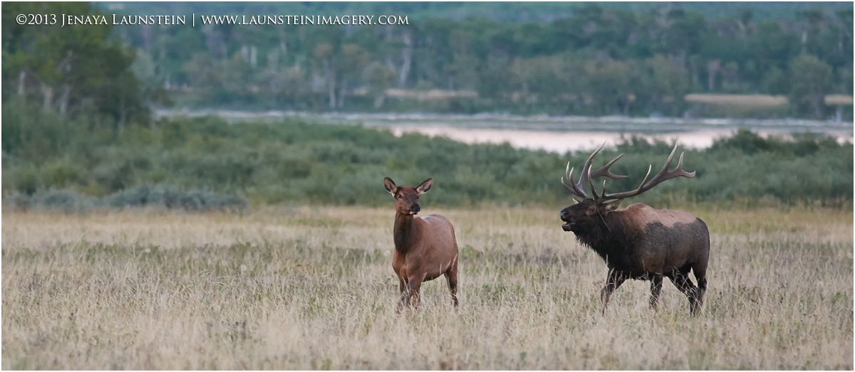 Elk Couple