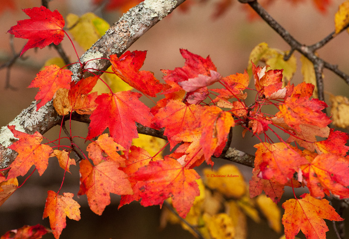 Brilliant colors!