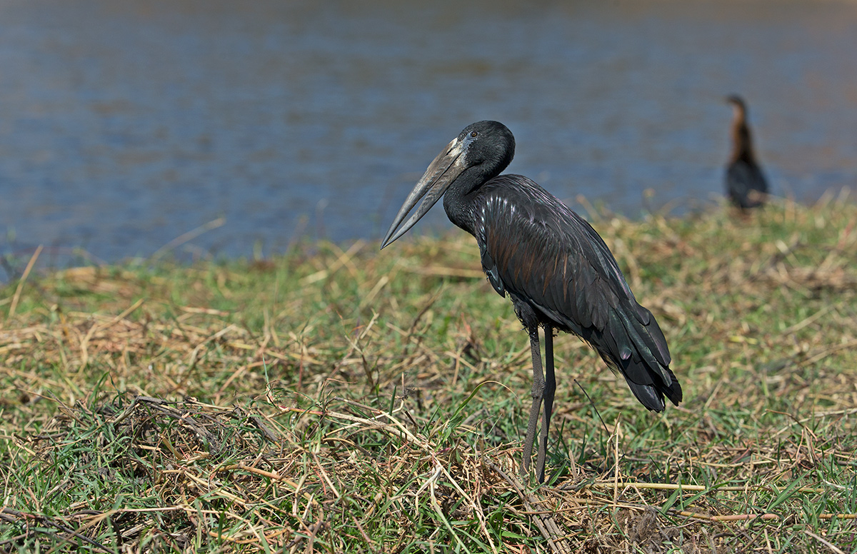 Open Billed Stork