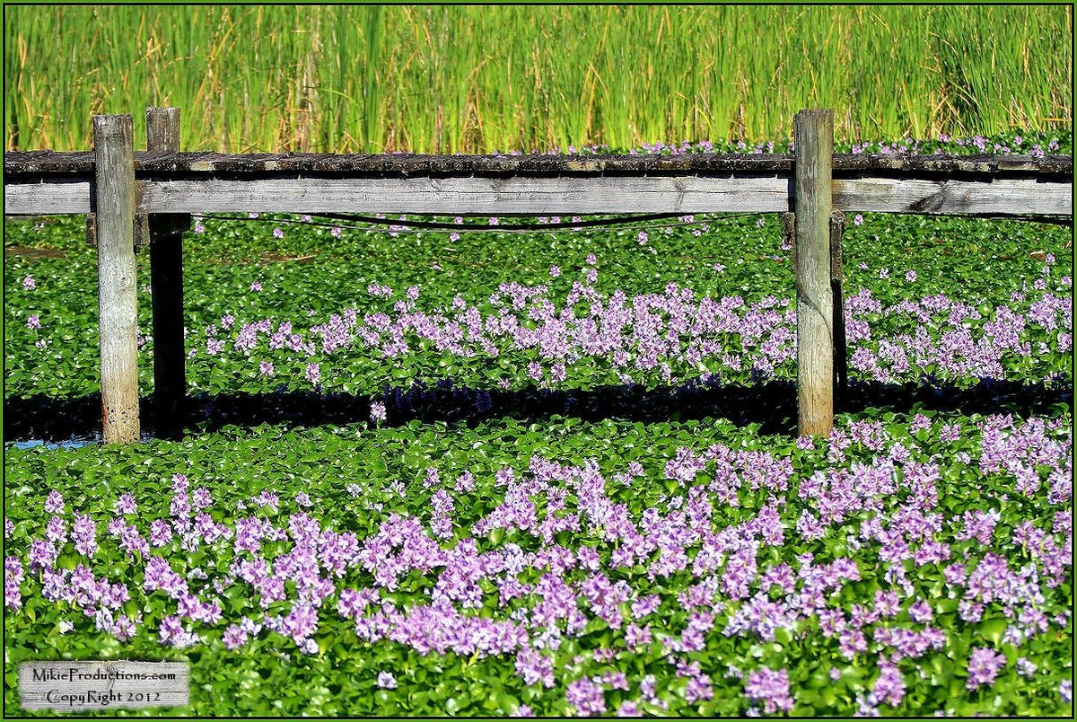 Invasive Aquatic Plants