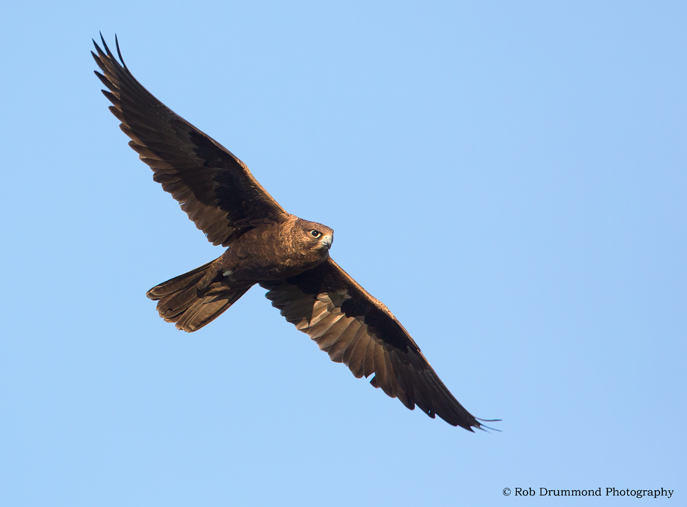 Black Falcon