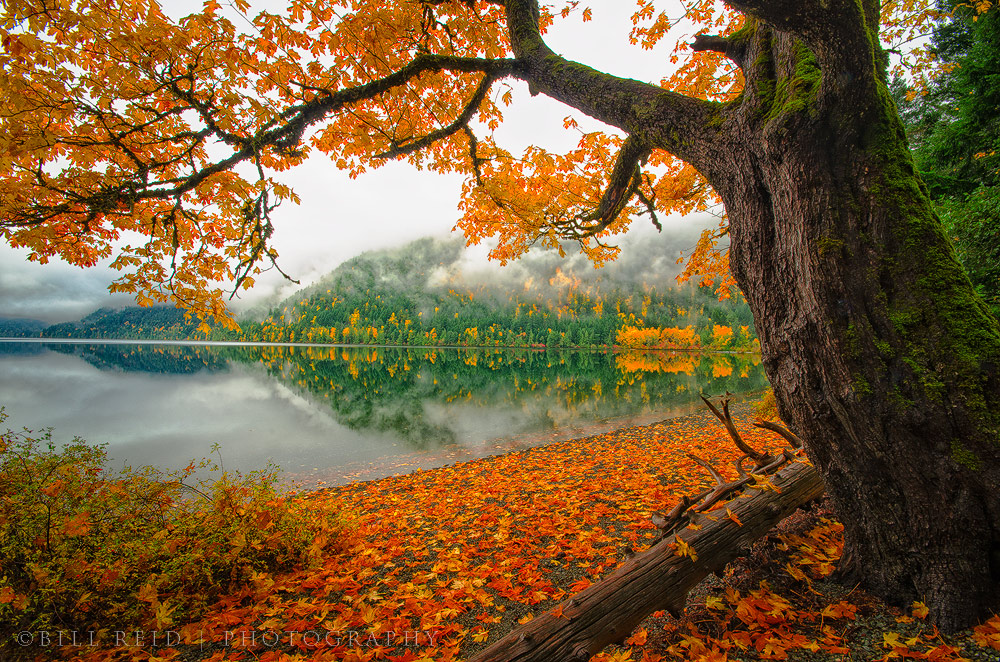 Big Leaf Colors