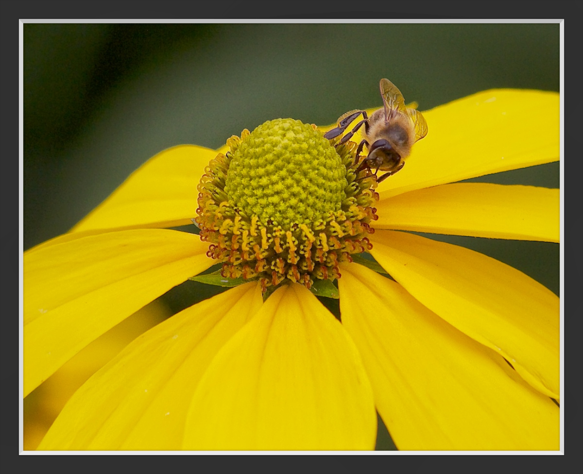 Honey Bee on Rudbeckia