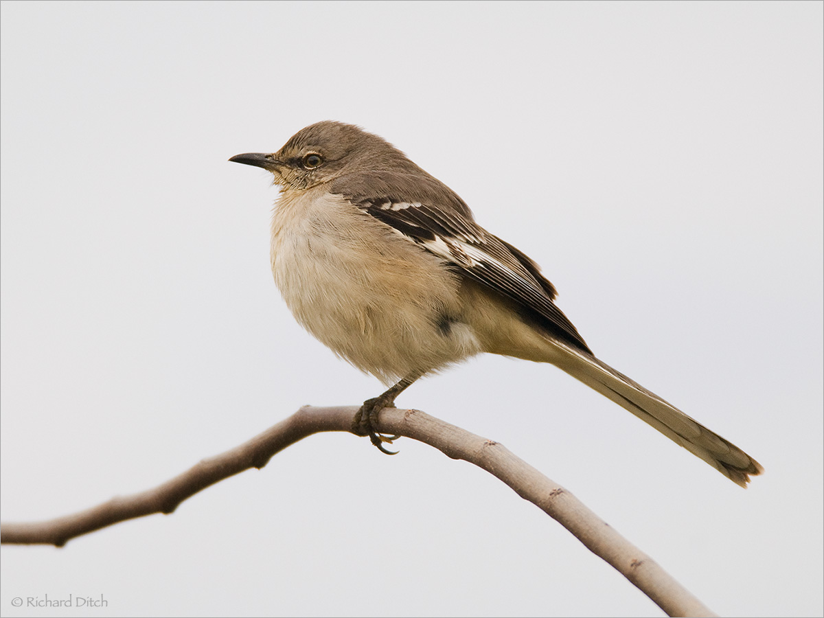 Northern Mockingbird