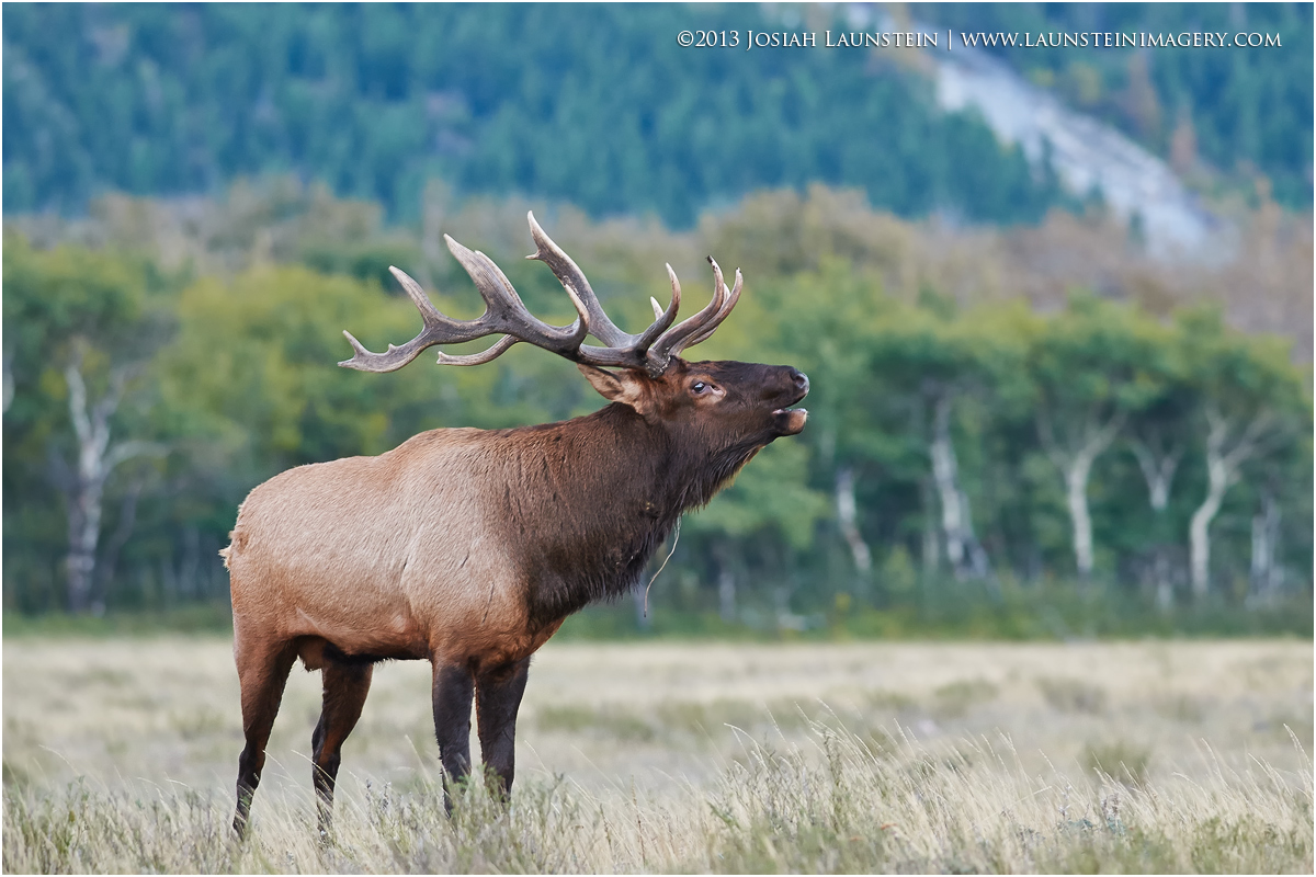 Bugling Bull