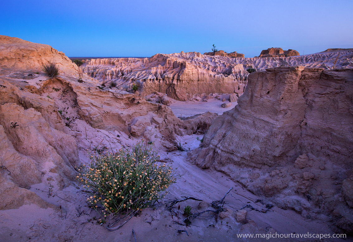 Desert Bloom