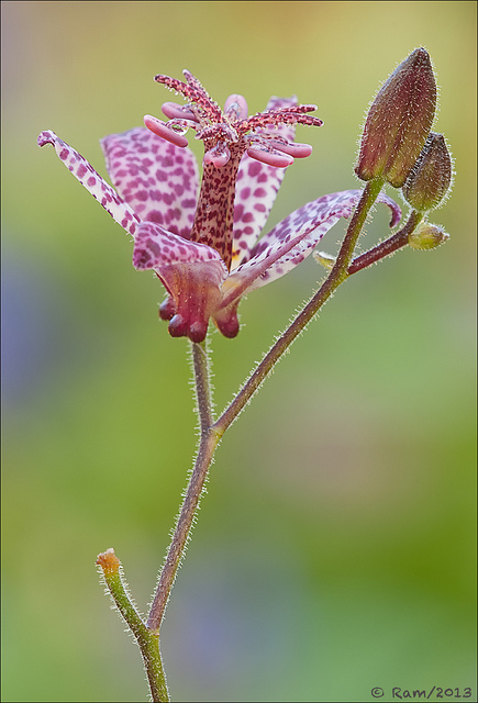 Toad Lily (+ Repost)